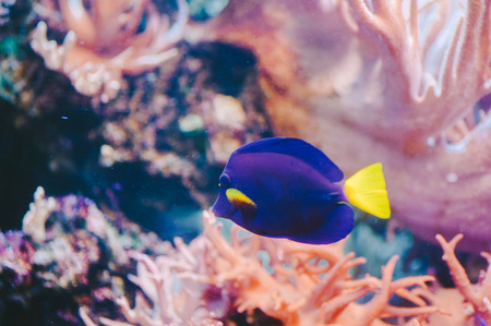 Blue Tang with Pink Coralの写真素材
