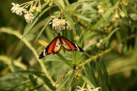 Corlorful Butterfly in red, white and black on white flower