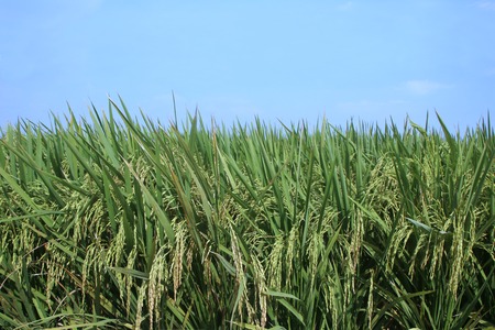 Harvest Paddy rice fields close up view against blue skyの写真素材