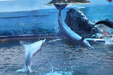 Dolphin showの素材