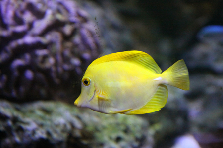 Yellow fish in aquariumの写真素材