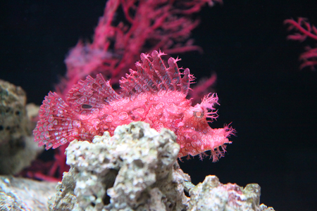 Red fish in aquariumの写真素材