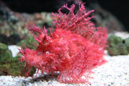 Red fish in aquariumの写真素材