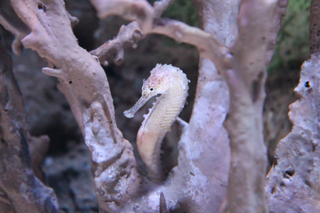 Sea house in aquariumの写真素材