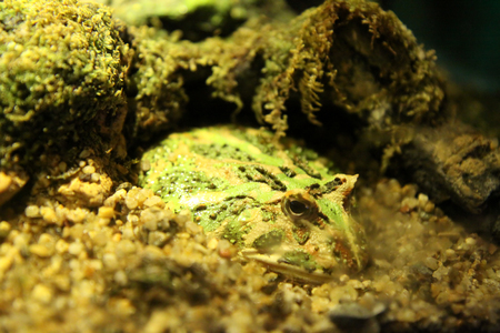 Frog in aquariumの写真素材