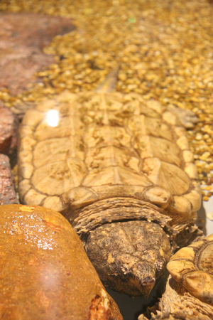 Big turtle in pondの写真素材