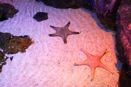 Starfish in pondの写真素材