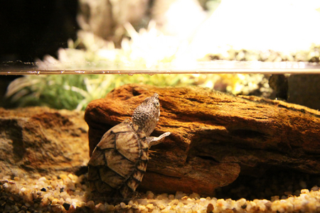 Little turtle in aquariumの写真素材
