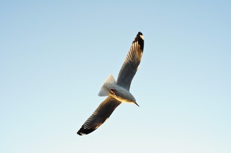 Seagullの写真素材