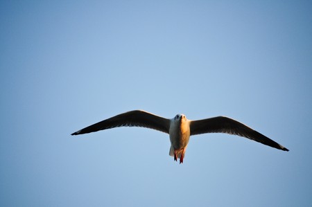 Seagull. powerful and free, flying against a clear blue sky.の写真素材