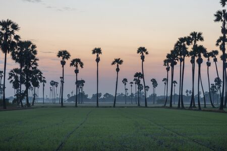 Beautiful panoramic view in the morning hours before sunrise of a green rice field with silhouette line of sugar palm trees in background.の写真素材