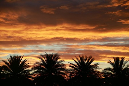 Orange Clouds Over Four Palm Trees After Sunsetの写真素材