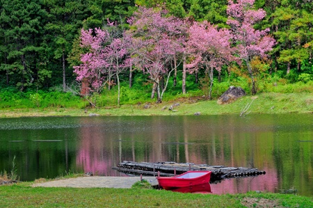 sakura view and boadの写真素材