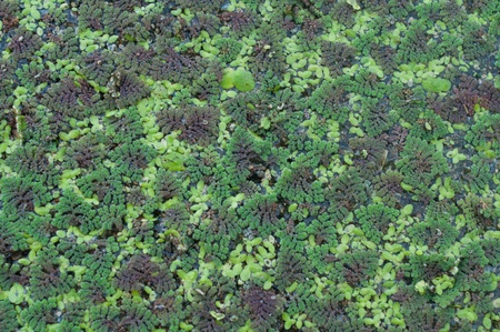 Close up of very detail green lichen top view の写真素材