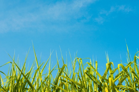 Beautiful Corn plants field with a nice blue pastel sky の写真素材