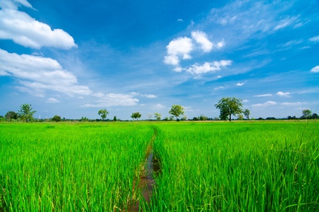 Rice field green grass landscape background 