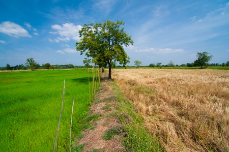 Rice field green grass landscape background の写真素材