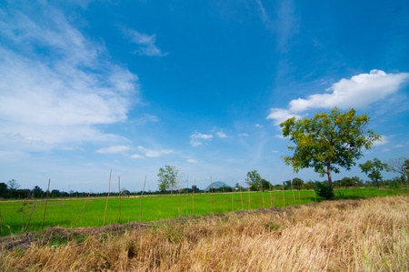 Rice field green grass landscape background の写真素材