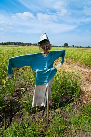 scarecrow in paddy field の写真素材