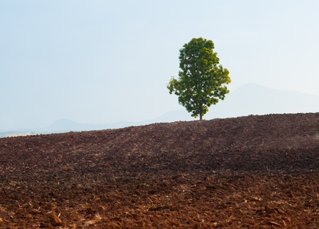 Countryside View of Crops Growing の写真素材