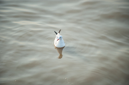 Seagull in the seaの写真素材