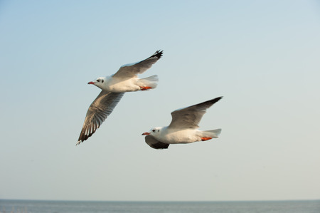 Seagulls flyingの写真素材