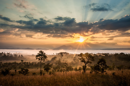 sunrise in savanah meadowの写真素材
