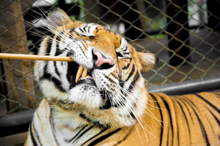 Tigerの写真素材