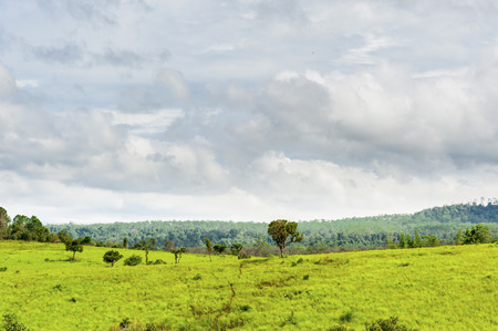 Road of savanna Field in green season.の写真素材
