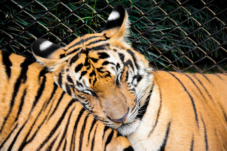 Tiger sleepingの写真素材