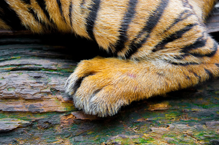Foot of tiger.の写真素材