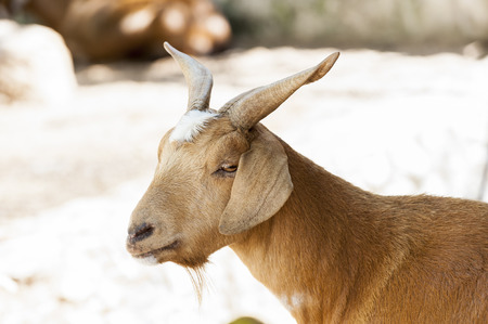 Goat portraitの写真素材