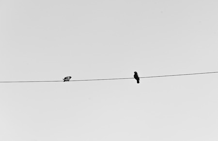 Birds on a wire against blue sky with cloudsの写真素材