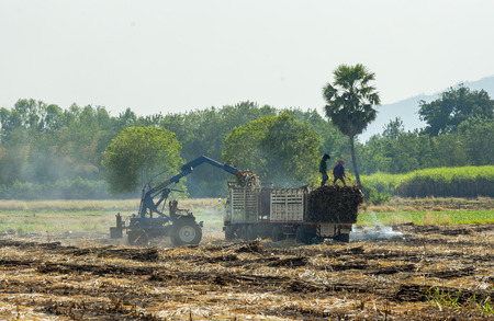 sugar cane harvesting in Thailand.の写真素材