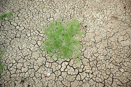 Background of dry cracked soil dirtの写真素材
