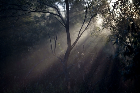 Spider web in forestの写真素材