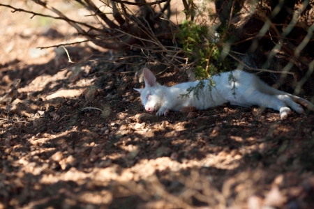 Baby albino kangaroo laying in the dirt sleepingの写真素材