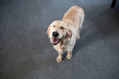 laughing golden retrieverの写真素材