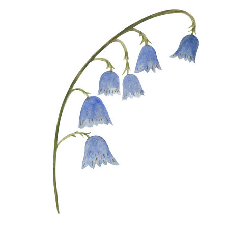 Watercolor bellflower single element on white backgroundの写真素材