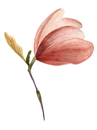 Watercolor flower magnolia pink bud with petals and stem isolated on a white backgroundの写真素材
