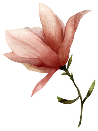 Watercolor flower magnolia pink bud with petals and stem with green leaves isolated on a white backgroundの写真素材
