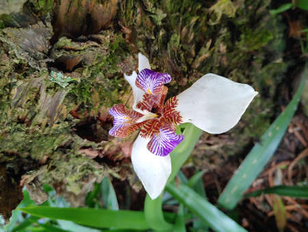 Macro shot of a kind of Iris sprouting from a trunk.