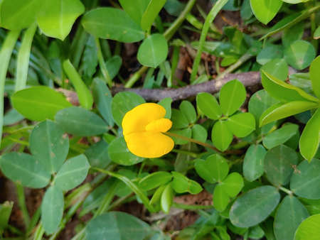 A curious sprout that I found in a lot of grass patches that I'm seeing lately.