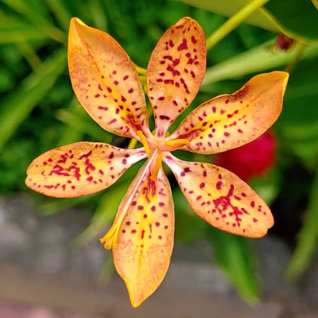 A Leopard Lily found at a garden in the middle of the city.の写真素材