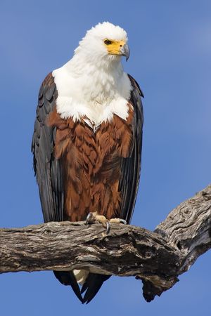 African Fish Eagle on Branchの写真素材