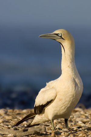 Cape Gannet Portraitの写真素材
