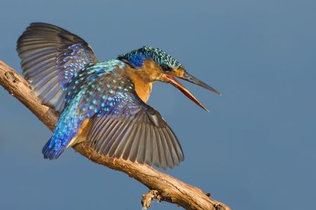 Open wingsの写真素材