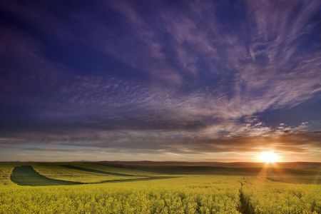 Sunrise on Canola Farmの写真素材