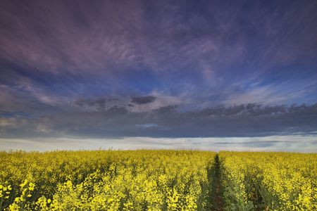 Canola Farmの写真素材