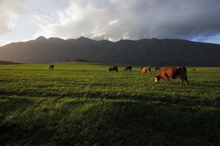 Image of a Dairy farm with a mountain in the background in the western cape